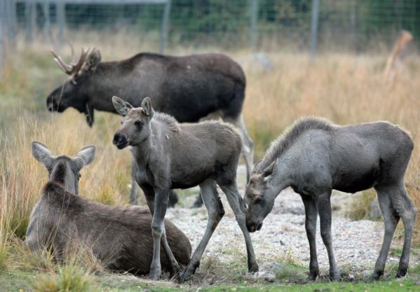 Moosepark  närkontakt med skogens konung i småland
